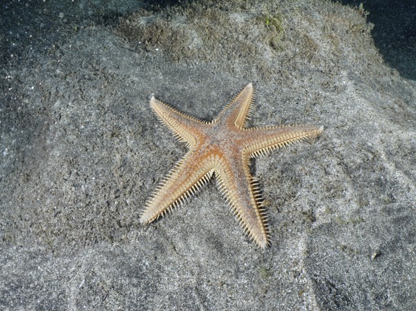 Orange Astropecten aranciacus (Astropecten aranciacus) lying on grey sand in the sea, Playa dive site, Los Cristianos, Tenerife, Canary Islands, Spain
