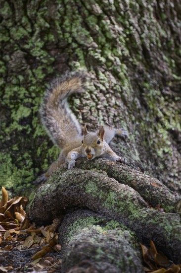 American grey squirrel (Sciurus carolinensis), lying on a tree root in a green and natural environment, Pembroke Pines, Florida, USA