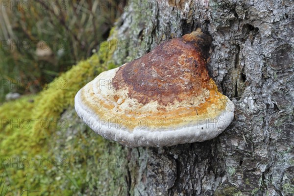 Tree fungus, true tinder fungus (Fomes fomentarius), growing on dead tree trunks, dead wood, Wilnsdorf, North Rhine-Westphalia, Germany