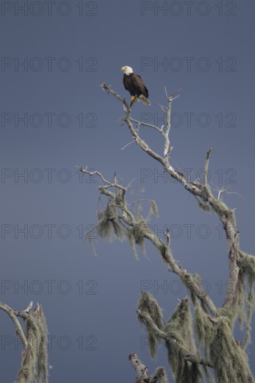 Bald Eagle (Haliaeetus leucocephalus), Florida, USA