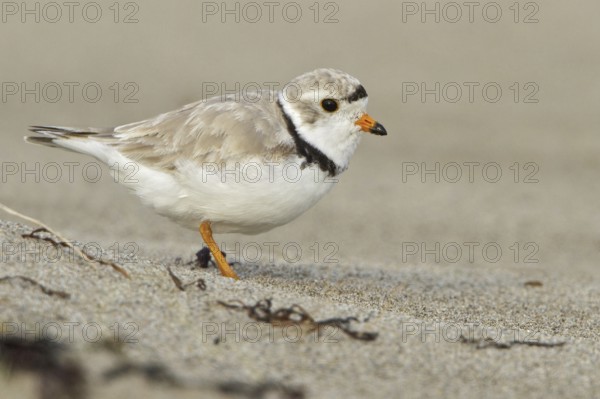 Piping Plover (Charadrius melodus), Newfoundland, Canada