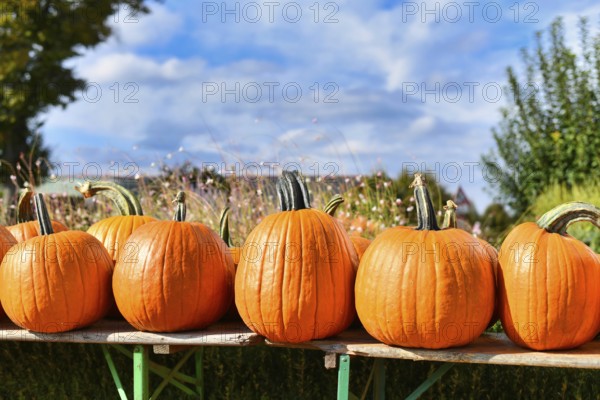 Orange large Halloween pumpkins used for carving on wooden shelf for sale at market