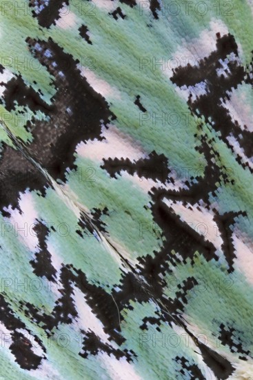 Detail of the contrasting black and white and green coloured and marked wing of a celadon owl (Moma alpium), moth, forms and structures, Bavaria, Germany