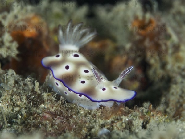 Nudibranch with purple coloured spots and white body, magnificent star snail (Hypselodoris tryoni), on corals, dive site Gondol Reef, Gondol, Bali, Indonesia