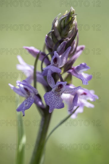 Southern marsh orchid (Dactylorhiza praetermissa), Emsland, Lower Saxony, Germany