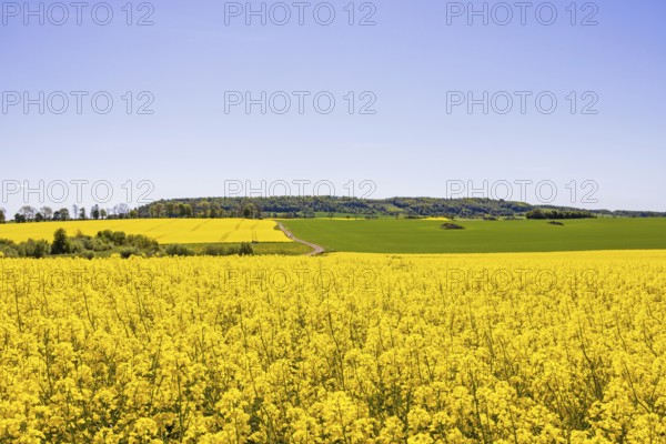 View of a blooming rapeseed field in a rural summer landscape with Ålleberg, a plateau mountain that is part of the UNESCO geopark a sunny day with a clear blue sky, Ålleberg, Falköping, Sweden