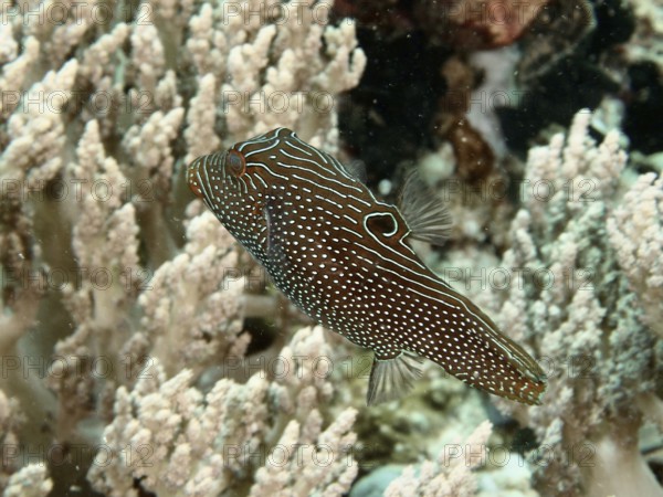 A striped and spotted fish, eyespot pufferfish (Canthigaster solandri), swimming near soft corals, dive site Close Encounters, Permuteran, Bali, Indonesia