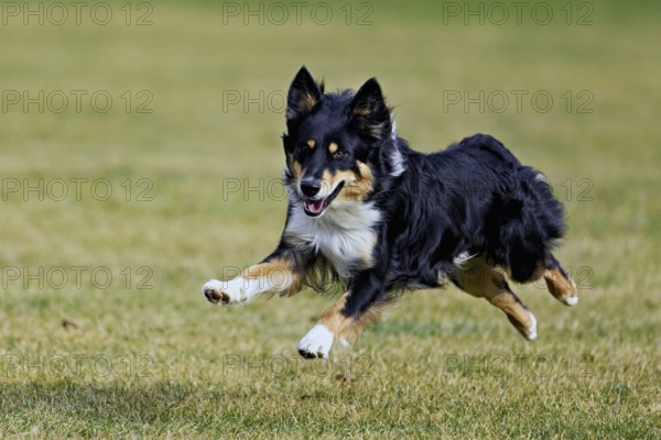 Mixed breed dog between Border Collie and Australian Shepherd jumps across meadow, Switzerland