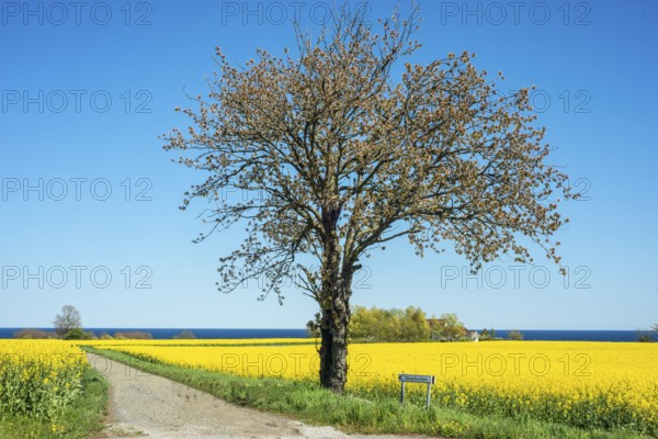 Tree at small country road through blooming rapeseed fields and with the Baltic Sea behind at Brantevik, Simrishamn municipality, Skåne County, Sweden, Scandinavia