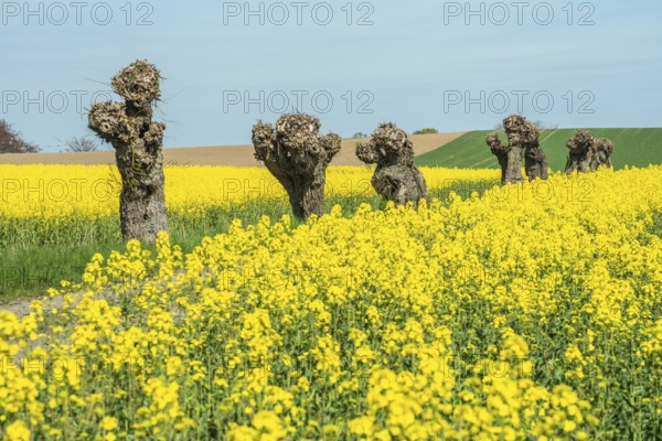 Row of old pruned willow trees at fields of flowering rapeseed in Skivarp, Skurup municipality, Skåne county, Sweden, Scandinavia