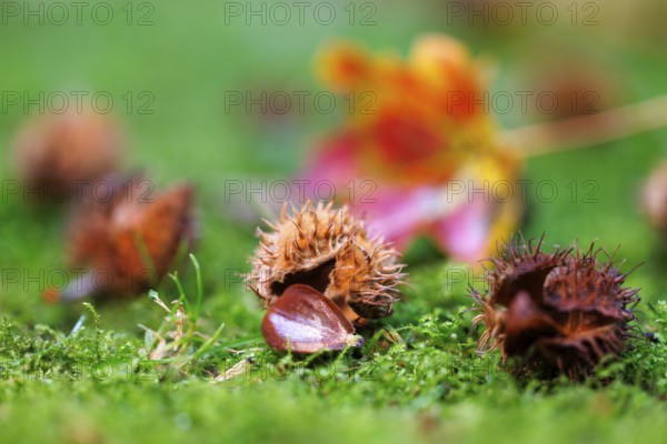 Beech nuts Fruits of the copper beech (Fagus sylvatica), Germany