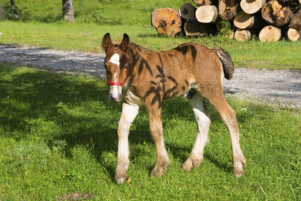 A curious foal with a red halter stands on a green pasture in front of a pile of wood, foal, Nucet, Bihor, Kreisch region, Romania