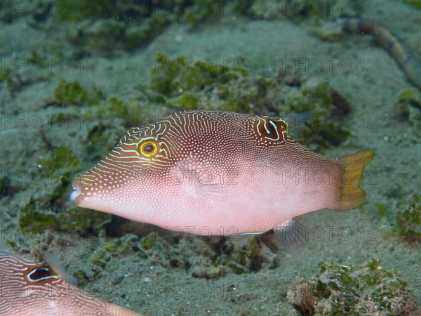Fish with line pattern, Peter's pufferfish (Canthigaster petersii), swimming over the sandy seabed, dive site Secret Bay, Gilimanuk, Bali, Indonesia