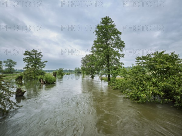 Trees standing in the flooded river Lorze, floodplain landscape, Reussspitz nature reserve, Maschwanden, Canton Zurich, Switzerland