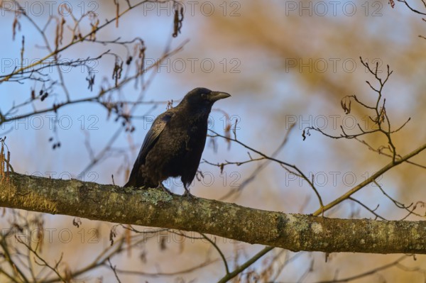 Raven crows (Corvus corone), sitting vigilantly on a branch in a natural environment, spring, Bavaria, Germany