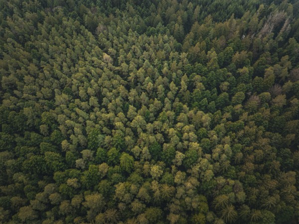 Extensive treetop landscape, photographed from the air, Unterhaugstett, Black Forest, Calw district, Germany