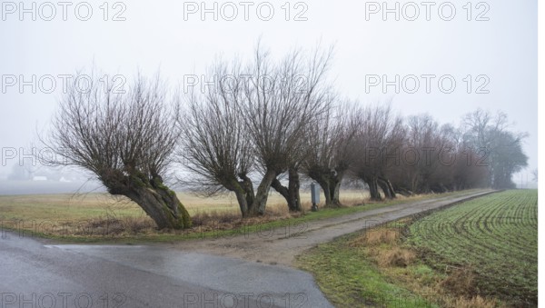 Row of Willow tree (Salix) in foggy landscape in winter in Tånebro, Skurup Municipality, Skåne County, Sweden, Scandinavia