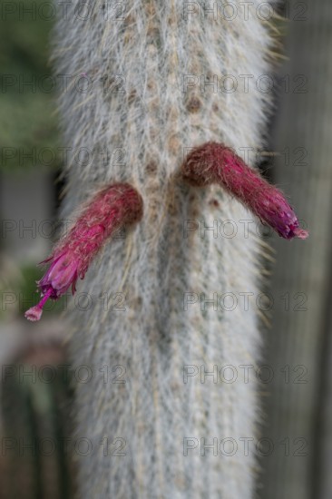 Blossoms of the silver candle cactus (Cleistocactus strausii), Botanical Garden, Erlangen, Middle Franconia, Bavaria, Germany
