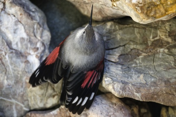 Wallcreeper (Tichodroma muraria), on a rock wall, captive, Alpenzoo Innsbruck, Tyrol, Austria