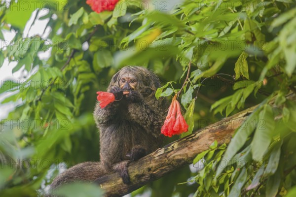 A female white-faced saki (Pithecia pithecia) sits in a Rose of Venezuela (Brownea grandiceps) tree, eating the blossoms of it