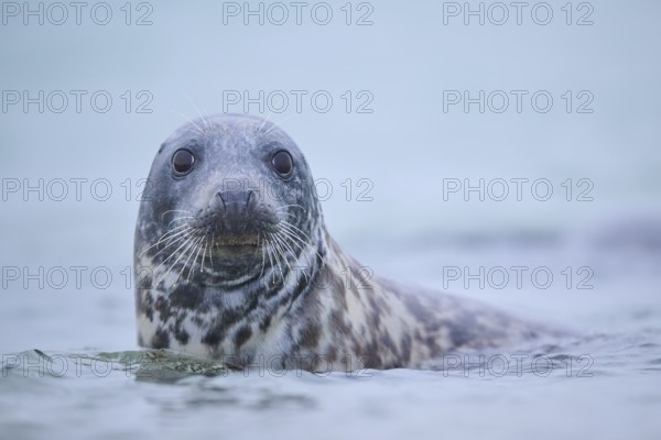 Grey seal (Halichoerus grypus) looking out of the water while swimming in the sea, Düne, Helgoland, Schleswig-Holstein, Germany