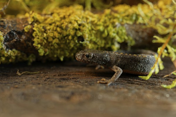 Alpine newt. leaves and lichens. Hessen, Germany