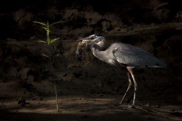 A Great Blue Heron devours a catfish as sun streams through a mangrove forest on the Pacific Coast of Costa Rica
