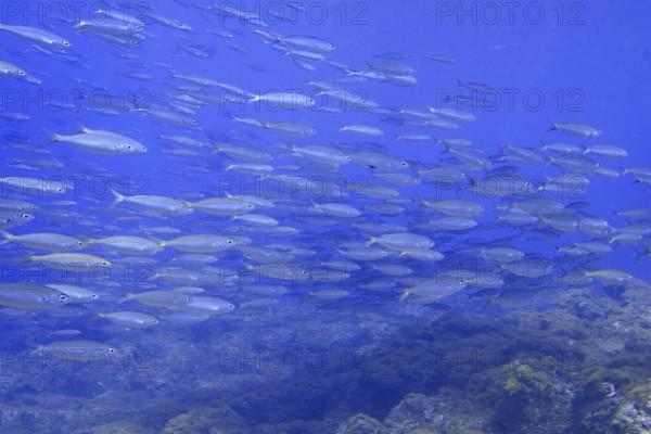 A school of boops boops swimming in the blue water of the ocean, dive site Las Rosas, Las Galletas, Tenerife, Canary Islands, Spain
