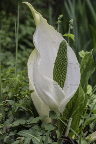 Lysichiton camtschatcensis (Lysichiton camtschatcensis), Emsland, Lower Saxony, Germany