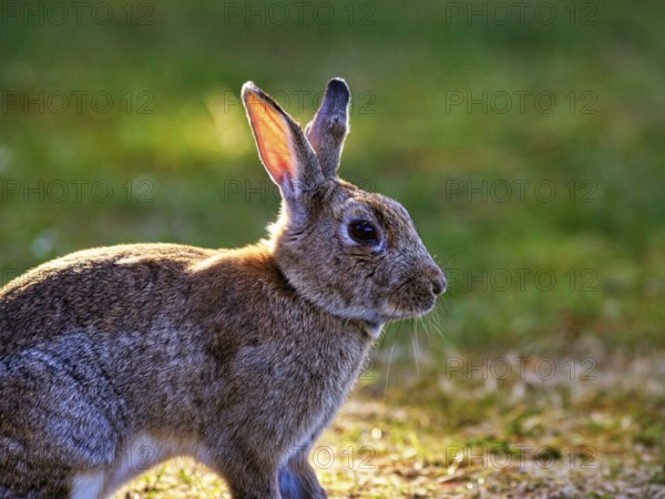 European rabbit (Oryctolagus cuniculus) in a meadow, St Mary's, Isles of Scilly, Cornwall, England, Great Britain
