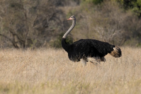 Common Ostrich (Struthio camelus), South Africa