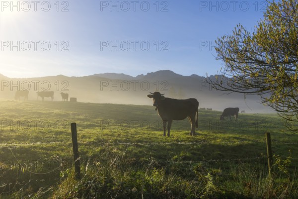 Pasture with cows and fog, sunny morning against a mountain backdrop, peaceful atmosphere, near Füssen, Ostallgäu, Bavaria, Germany