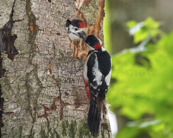 Great spotted woodpecker feeding young bird (Dendrocopos major), Germany