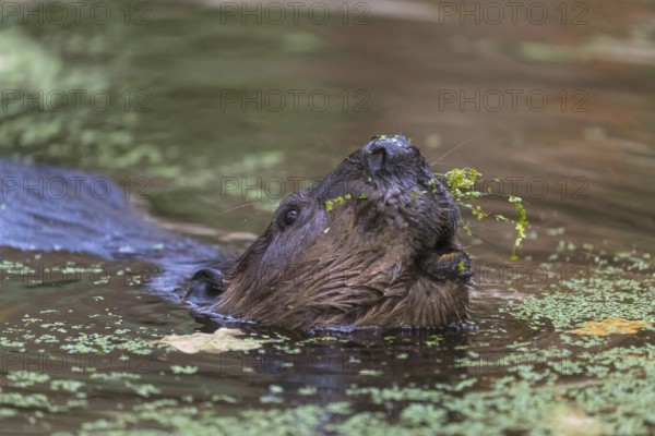 One North American beaver or Canadian beaver, Castor canadensis, swimming through a pond covered with green Lemna minor, the common duckweed