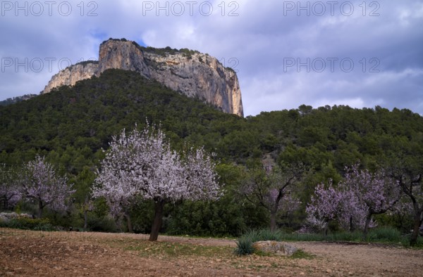 Almond blossom, almond trees, plantation, Tramuntana mountains behind, Serra de Tramuntana, Alaró, Calvià, Majorca, Balearic Islands, Balearic Islands, Spain