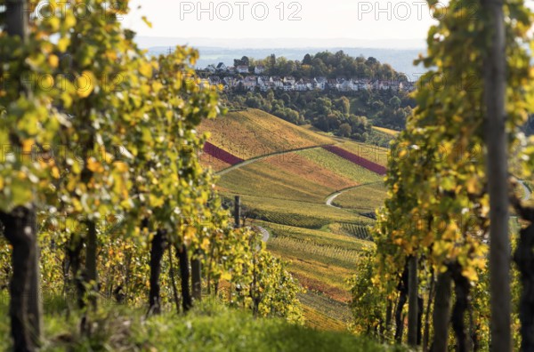 View of Luginsland estate, vineyard, vines, grapevines, wine growing, autumn colours, autumn, Kappelberg, Fellbach, Waiblingen, Baden-Württemberg, Germany
