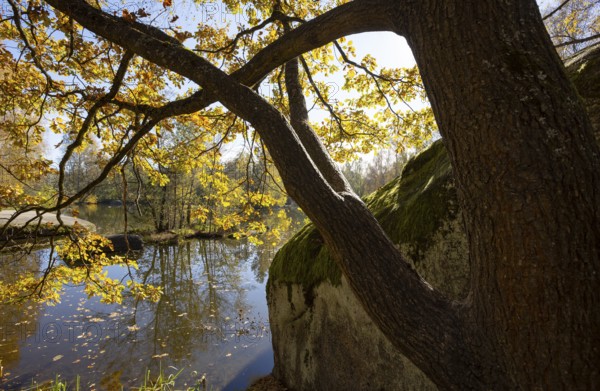 Fish pond with granite rocks and autumn-coloured oak in the Blockheide nature park Park near Gmünd, Waldviertel, Lower Austria, Austria