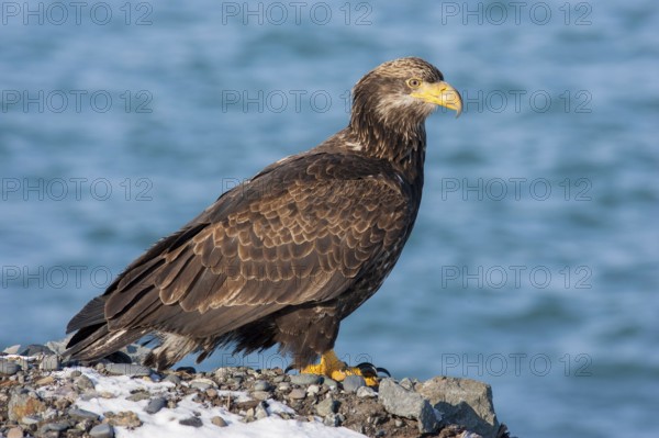 Bald Eagle Haliaeetus leucocephalus Homer, ALASKA, United States 25 February 1.5 year old bird (Basic I) Accipitridae