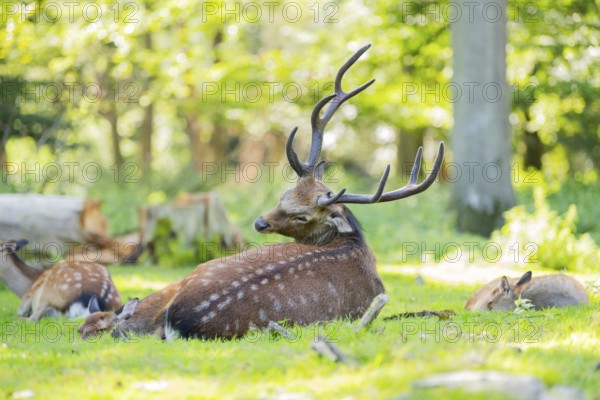 Sika deer (Cervus nippon) male lying on a meadow, Bavaria, Germany