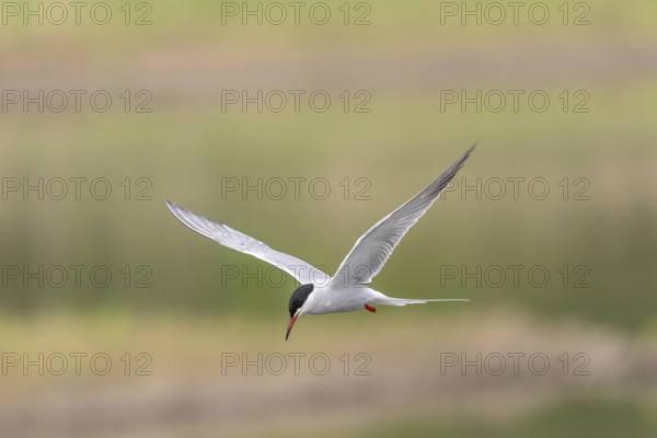 Common tern (Sterna hirundo) hovering over a marsh. Bas Rhin, Alsace, France
