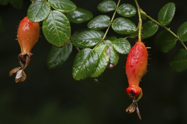 Red fruits, rose (Rosa Doncasterii), Inverewe Gardens, Osgood Mackenzie, Poolewe, Loch Ewe, Highlands, Highlands, Scotland, Great Britain