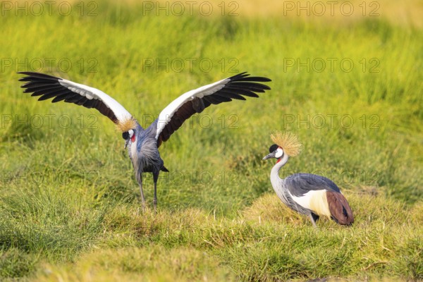 Crowned Crane (Balearica regulorum) courtship behavier South Luangwa NP Zambia August