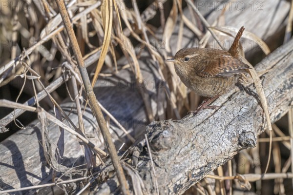 Wren (Troglodytes troglodytes), sitting in the undergrowth, Münster, Tyrol, Austria