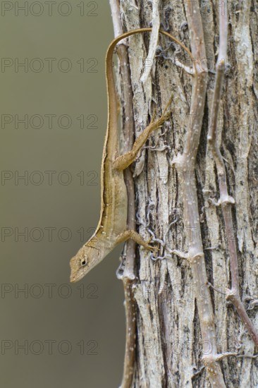 Florida scrub lizard, Florida scrub lizard (Sceloporus woodi), on tree, Everglades National Park, Florida, USA