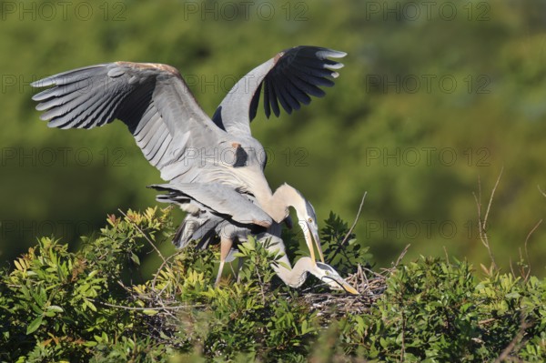 Great Blue Heron (Ardea herodias) pair mating, Florida, USA
