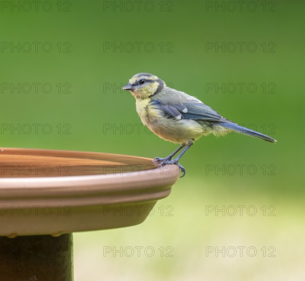 Blue tit (Cyanistes caeruleus) young bird standing on a bird bath, Lower Saxony, Germany