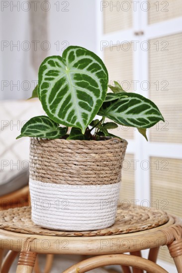 Beautiful potted exotic 'Silver Blush Anthurium Crystallinum' houseplant with beautiful lace pattern on leaves on white background