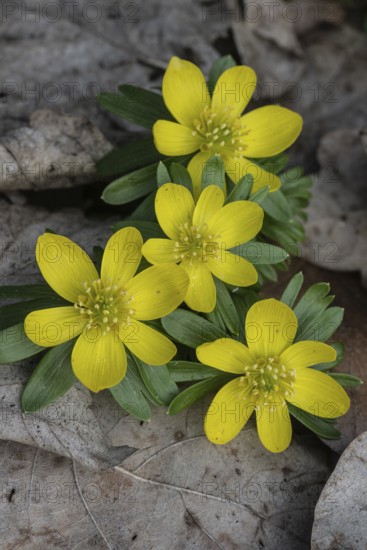 Winter aconite (Eranthis hyemalis), Emsland, Lower Saxony, Germany