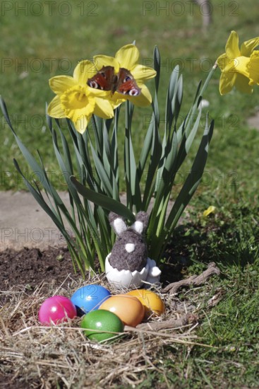 Daffodils (Narcissus), Easter, butterfly, Easter eggs, Easter nest, Easter bunny, colourful, A peacock butterfly sits on the yellow flower of a daffodil. In front of the flowers is a nest with coloured Easter eggs