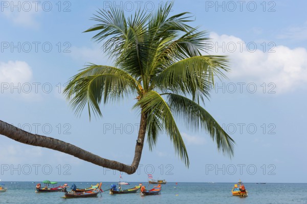 Sky-grown palm tree with longtail boats on the beach, crooked, crooked, island, holiday island, tropical, tropics, holiday paradise, landscape, bathing holiday, bathing beach, dream holiday, exotic, nobody, empty, coastal landscape, Asian, sight, beautiful, natural, paradise, seascape, summer, beautiful weather, climate, nature, coastline, ocean, sea, Koh Tao, Thailand